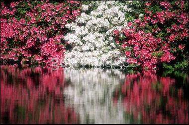 Best Western White Columns Inn - Azaleas At Augusta National