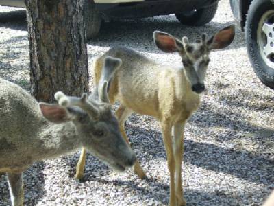 You'll See A Lot Of Deer On Our Property