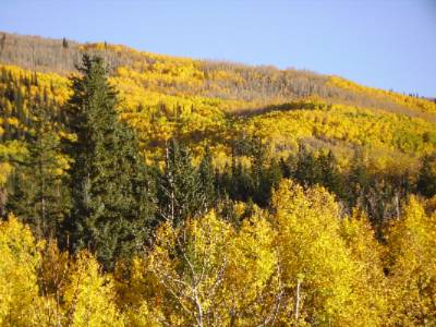 Fall Colors From A Nearby Trail