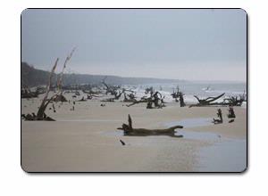 Best Western Charleston Downtown - Capers Island Sc State Heritage Preserve / Barrier Island Eco-tours