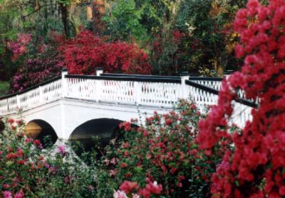 Best Western Charleston Downtown - Magnolia Plantation & Gardens - 12mi.