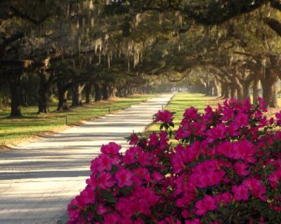 Best Western Charleston Downtown - Boone Hall Plantation - Avenue Of Oaks