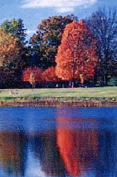 Best Western South - Bernheim Forest 6 Miles. Enjoy 14000 Acres Of Forest And Landscaped Arboretum With 2000 Plants In A Natural Setting.