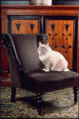 Algonquin Hotel New York - Algonquin Cat Matilda
