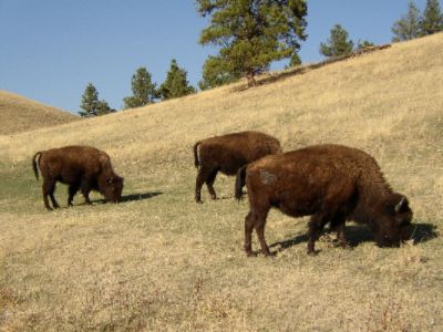 Near Wind Cave Park