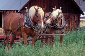 Aspen Lodge Belgian Horses