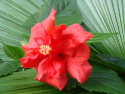 The Metropolitan Hotel Hilton Head Island - Flower From Our Grounds