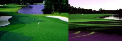 Comfort Suites Savannah Airport - Golf At One Of Our Excellent Courses