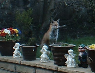A visitor to our garden