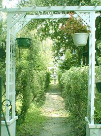 Wisteria in the gardens.