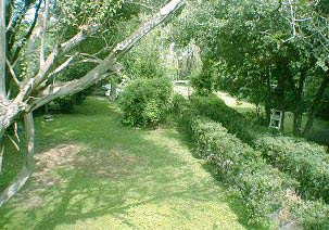 Garden view from our kitchen.