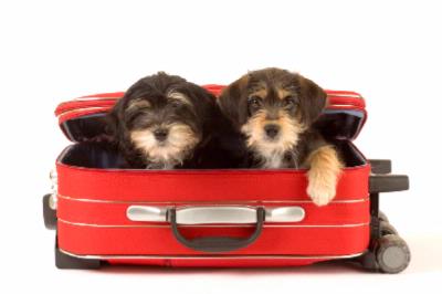 Hilton Irvine - Pet-friendly