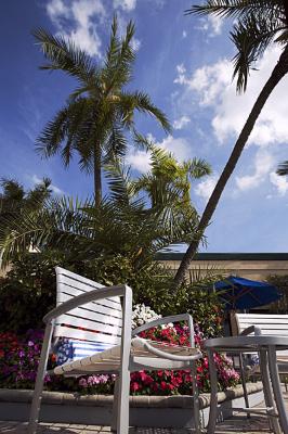 Palm Trees And A Typical Florida Sky Set The Mood For Fun And Enjoyment By The Pool.