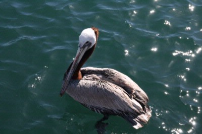 Hampton Inn Channel Islands Harbor - A Friendly Neighbor Hoping For A Fish