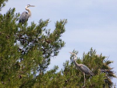 Hampton Inn Channel Islands Harbor - Some Big Neighbors Looking For A Bigger Fish
