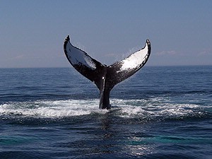 Hampton Inn Channel Islands Harbor - Whale Watching Is A Great Group Experience