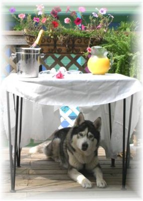 The Creole Gardens - We Are Pet Friendly!