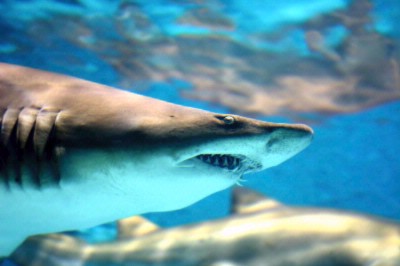Moody Gardens Hotel - Sand Shark